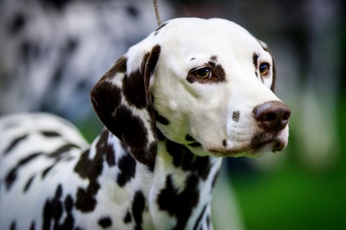 Dog Breeds You Should Think Twice About Getting - Page 6 - TopManNews